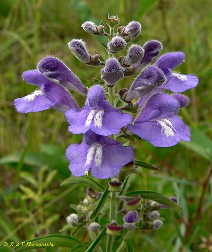 {Scutellaria integrifolia}